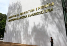 MAPA investiga sete casos de doenças respiratórias em aves; Tocantins tem suspeita em granja comercial