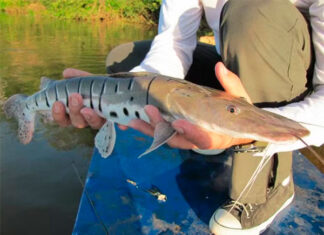 Flagrante Digital: Homem é Multado em R$ 3 Mil no Tocantins Após Exibir Pesca Ilegal nas Redes Sociais